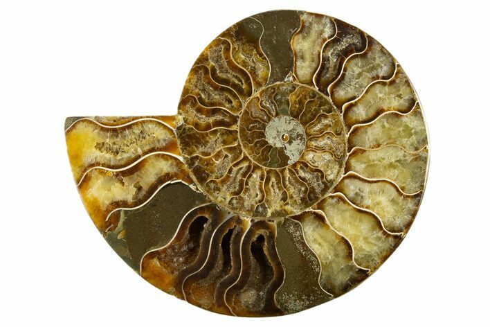 Cut & Polished Ammonite Fossil (Half) - Crystal Pockets #310600